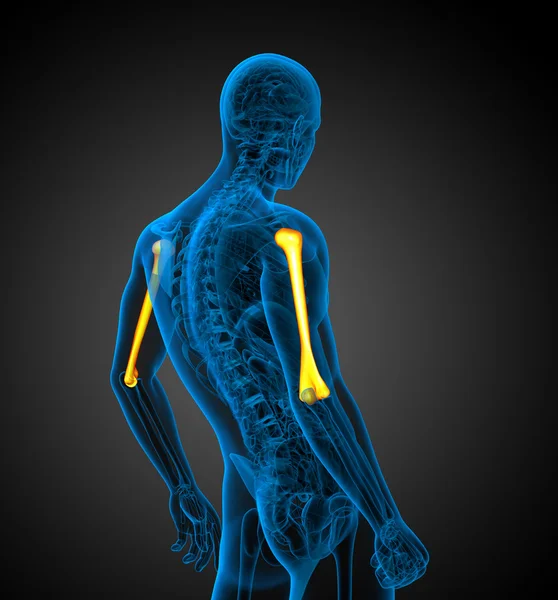 3D рендеринг медицинской 3D иллюстрации плечевой кости — стоковое фото