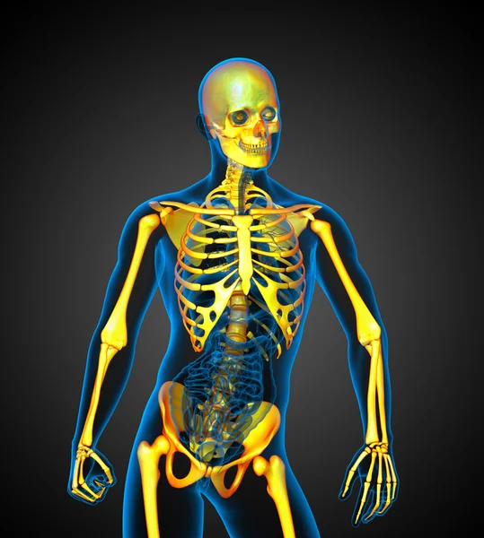 3D medical illustration of the human skeleton — Stock Photo, Image