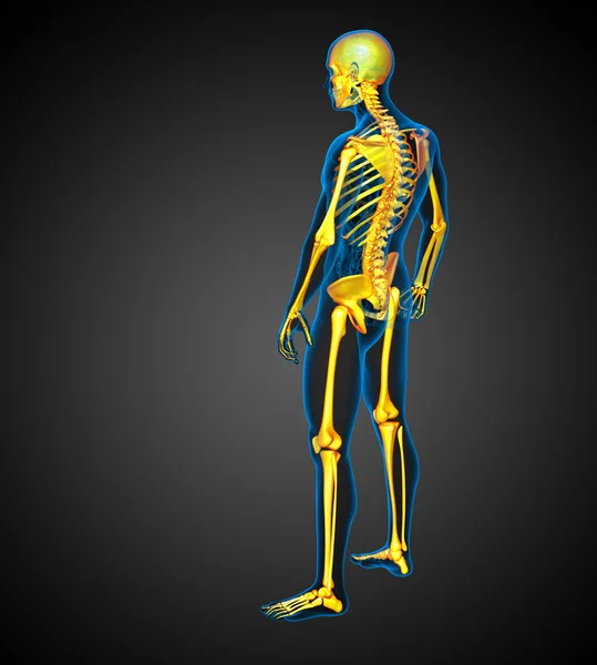 3D медицинская иллюстрация человеческого скелета — стоковое фото