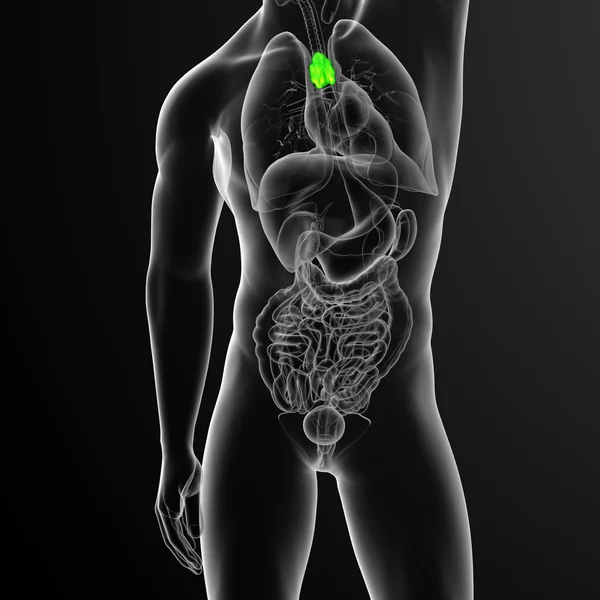 胸腺の 3 d レンダリングの医療イラスト — ストック写真