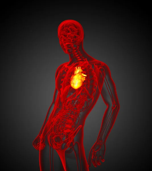 3-я медицинская иллюстрация человеческого сердца — стоковое фото
