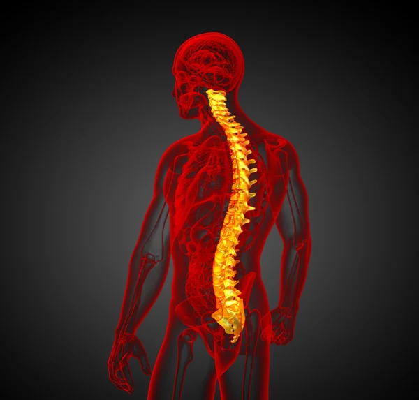 3d rendre illustration médicale de la colonne vertébrale humaine — Photo