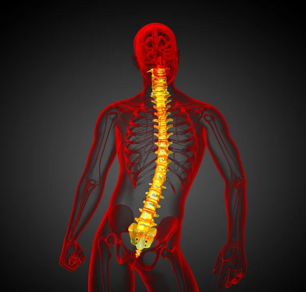 3d hacer ilustración médica de la columna vertebral humana —  Fotos de Stock