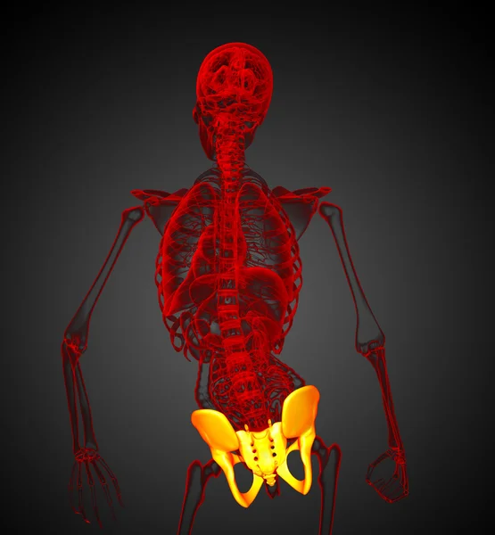 3d render medical illustration of the hip bone — Stock Photo, Image