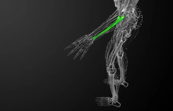 3D render orvosi illusztráció a singcsont csont — Stock Fotó