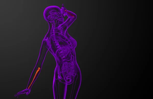 Illustration médicale 3d de l'os de l'ulna — Photo