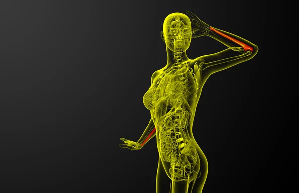 3d rendere illustrazione medica dell'osso dell'ulna — Foto Stock