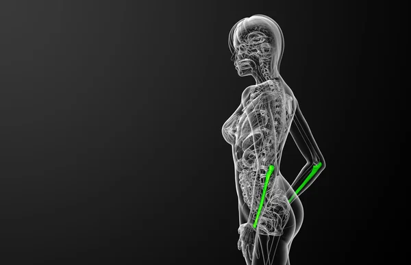 3d rendere illustrazione medica dell'osso dell'ulna — Foto Stock