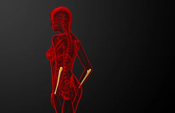 Illustration médicale 3d de l'os de l'ulna — Photo