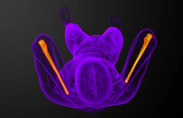 3d hacer ilustración médica del cúbito óseo — Foto de Stock