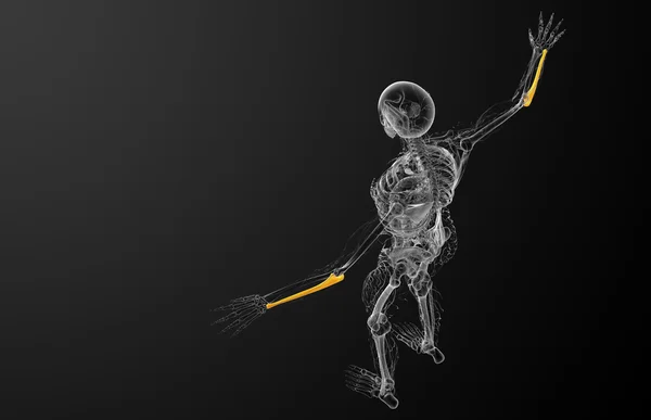 3D render ilustracja kości łokciowej — Zdjęcie stockowe