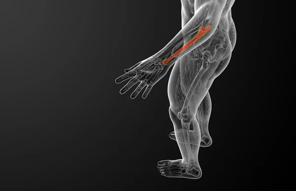 3D göra medicinsk illustration av ulna ben — Stockfoto