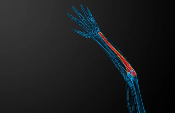 3d renderizar ilustração médica do osso ulna — Fotografia de Stock