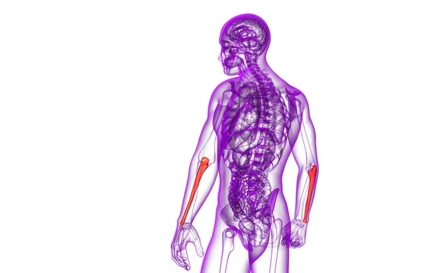 3D göra medicinsk illustration av ulna ben — Stockfoto