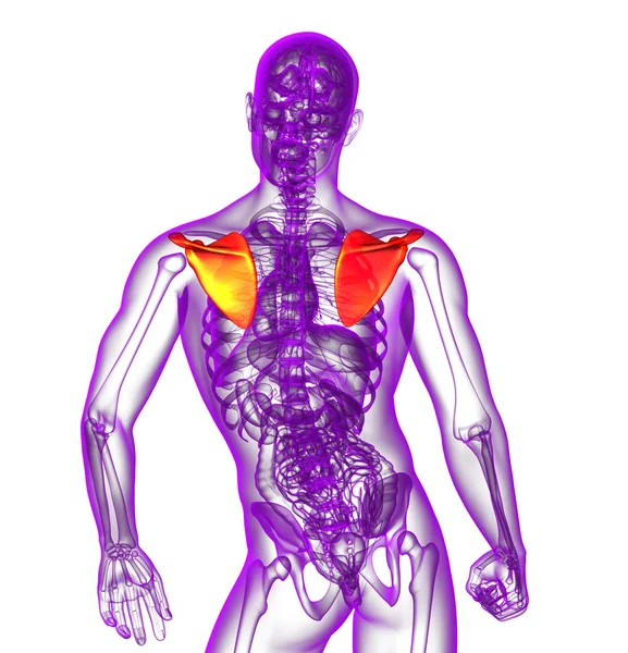 Illustration médicale 3d de l'omoplate — Photo