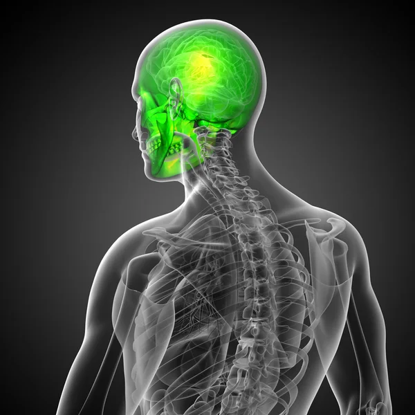 3d 渲染医学插图的头骨 — 图库照片