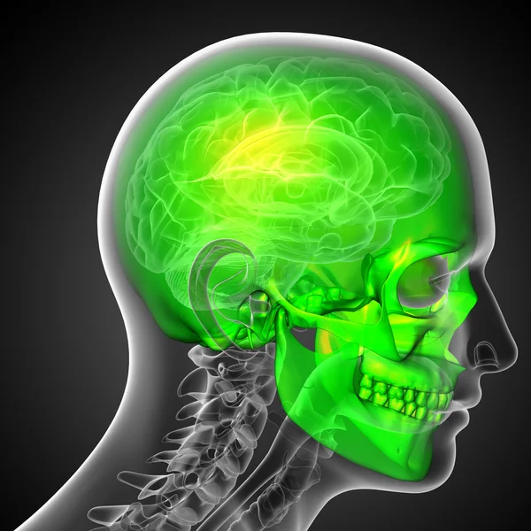 3D-Darstellung der medizinischen Darstellung des Schädels — Stockfoto