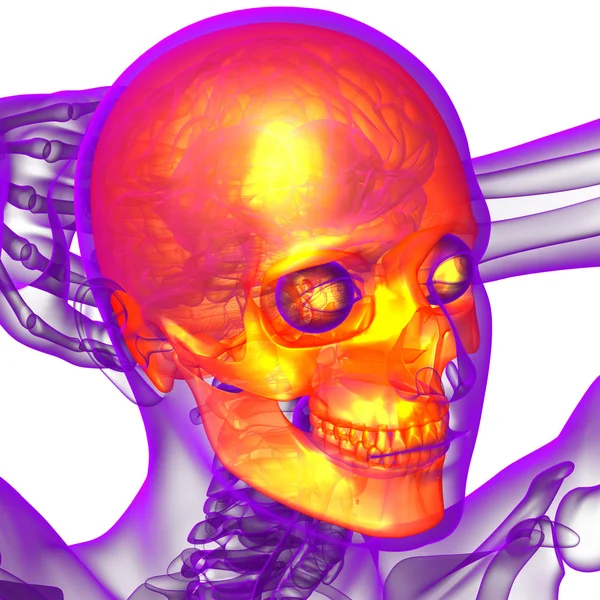 3D καθιστούν ιατρική απεικόνιση του κρανίου — Φωτογραφία Αρχείου