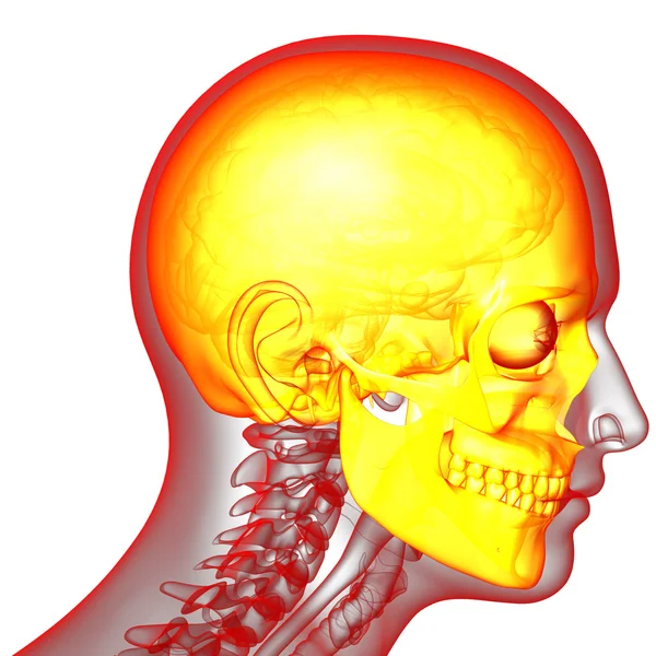 3d hacer ilustración médica del cráneo —  Fotos de Stock