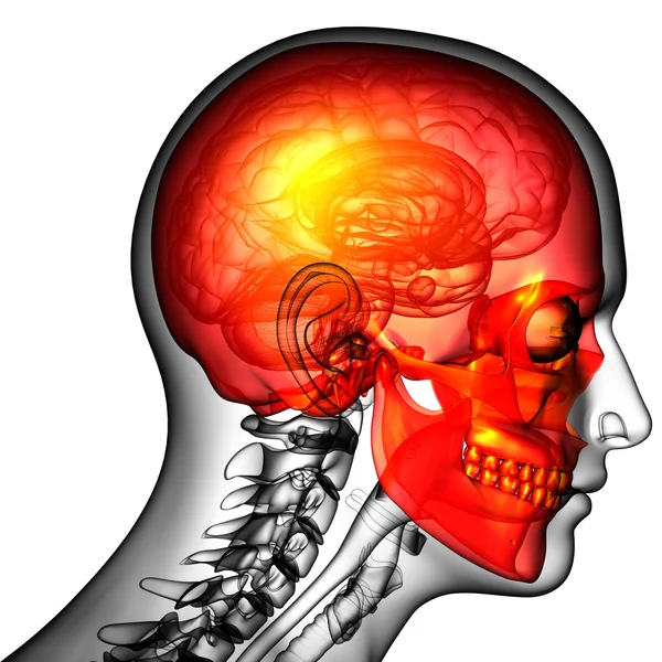 3D göra medicinsk illustration av skallen — Stockfoto