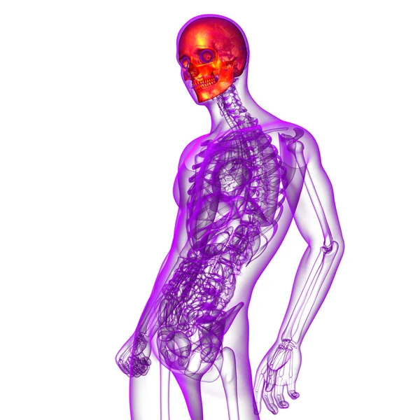 3d render medical illustration of the skull — Stock Photo, Image