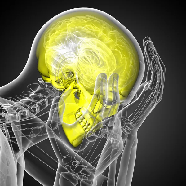 3D göra medicinsk illustration av skallen — Stockfoto