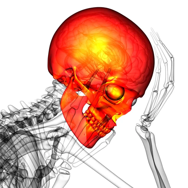 3D-Darstellung der medizinischen Darstellung des Schädels — Stockfoto