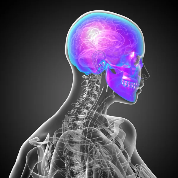 3d render medical illustration of the skull — Stock Photo, Image