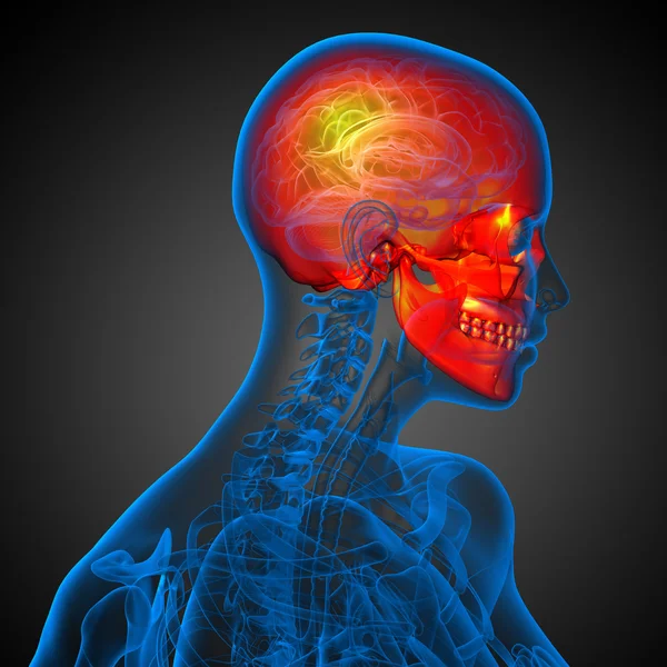 3d render medical illustration of the skull — Stock Photo, Image