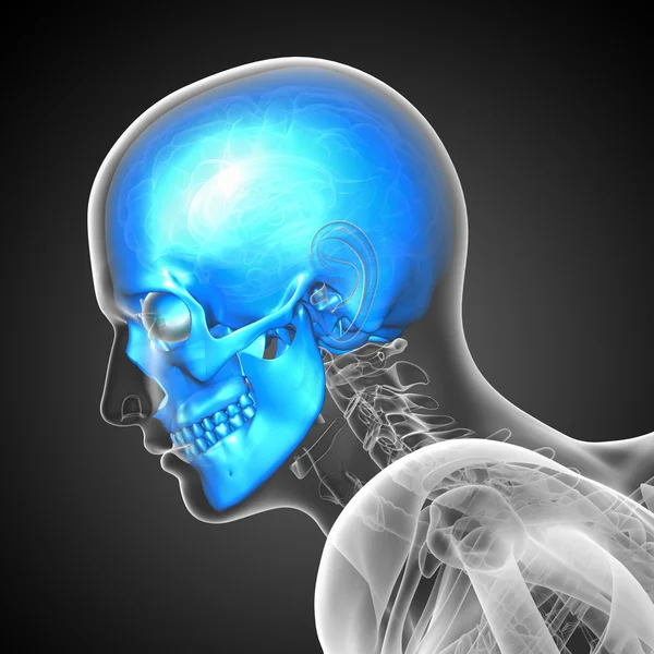 3d render medical illustration of the skull — Stock Photo, Image