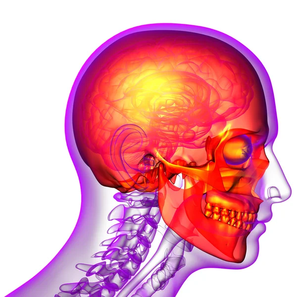 3D göra medicinsk illustration av skallen — Stockfoto