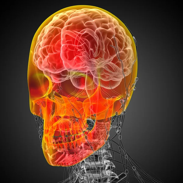 3d hacer ilustración médica del cráneo — Foto de Stock