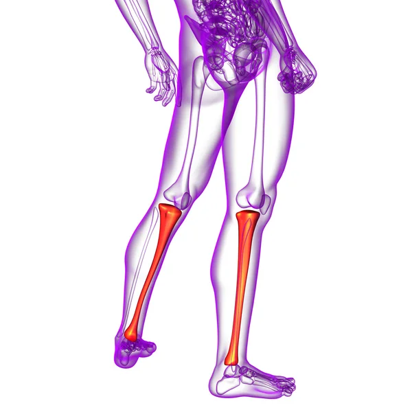 3-я медицинская иллюстрация берцовой кости — стоковое фото