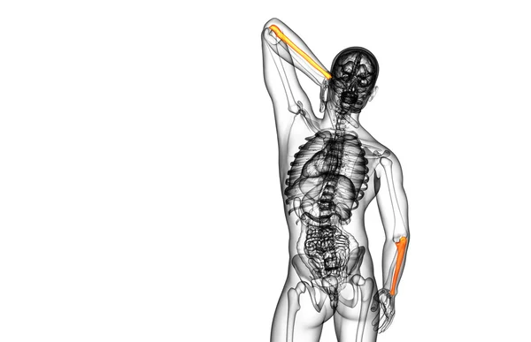 3D-Darstellung medizinischer Darstellung des Ulna-Knochens — Stockfoto