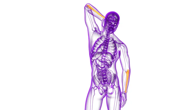 3D แสดงภาพทางการแพทย์ของกระดูก ulna — ภาพถ่ายสต็อก