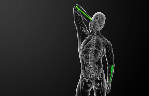 3d rendere illustrazione medica dell'osso dell'ulna — Foto Stock