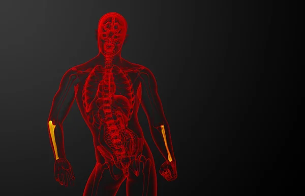 3D göra medicinsk illustration av ulna ben — Stockfoto