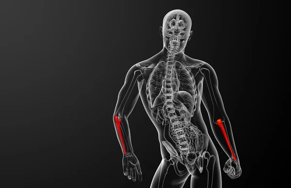 3D рендеринг медицинской иллюстрации кости локтевой кости — стоковое фото