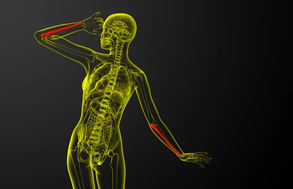 3D göra medicinsk illustration av ulna ben — Stockfoto