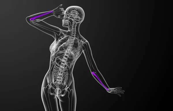 3d renderizar ilustração médica do osso ulna — Fotografia de Stock