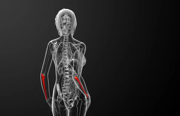 Illustration médicale 3d de l'os de l'ulna — Photo