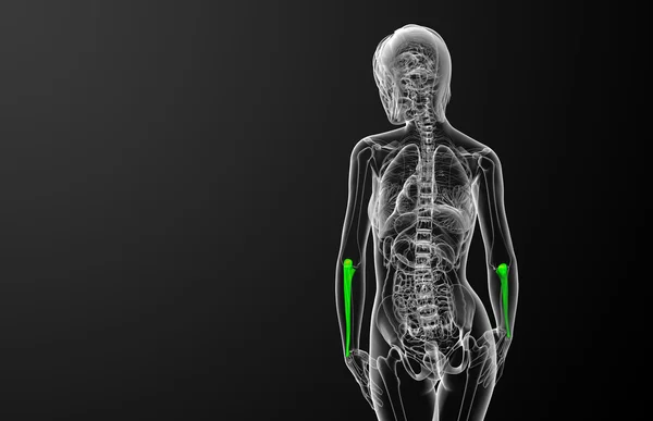 尺骨骨の 3 d レンダリングの医療イラスト — ストック写真