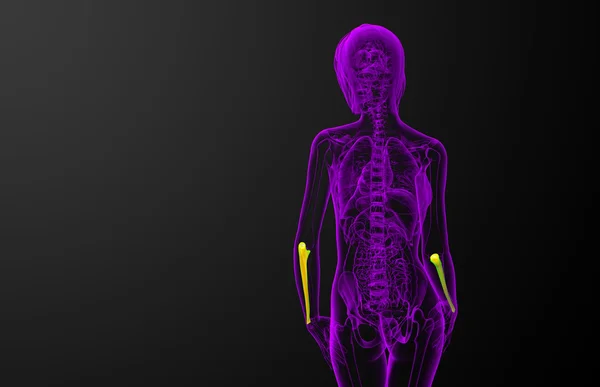 Illustration médicale 3d de l'os de l'ulna — Photo