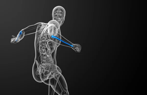 3d 渲染医学插图的尺骨 — 图库照片