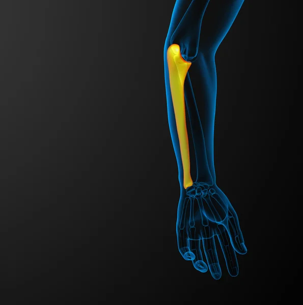 3d renderizar ilustração médica do osso ulna — Fotografia de Stock