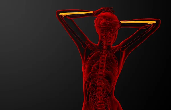 Dirsek kemiği kemik 3D render tıbbi çizimi — Stok fotoğraf