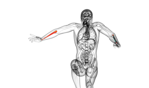 3D рендеринг медицинской иллюстрации кости локтевой кости — стоковое фото