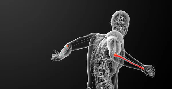 3D рендеринг медицинской иллюстрации кости локтевой кости — стоковое фото