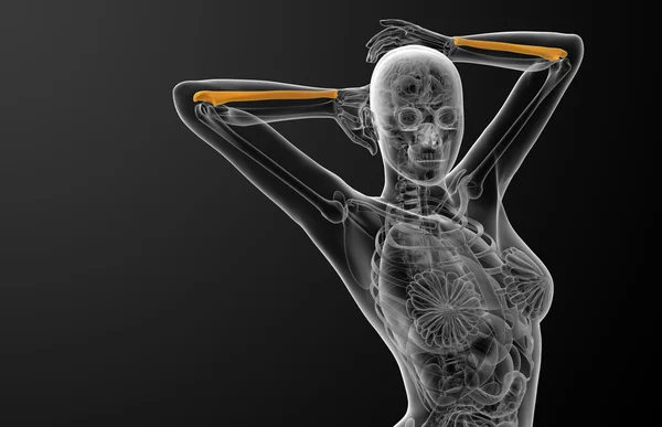 3D-Darstellung medizinischer Darstellung des Ulna-Knochens — Stockfoto
