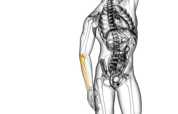 3d render medical illustration of the ulna bone — Stock Photo, Image